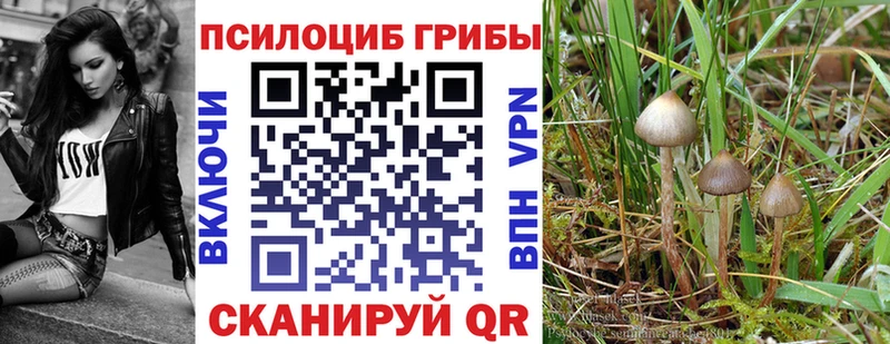ссылка на мегу как войти  сколько стоит  Челябинск  Псилоцибиновые грибы мицелий 